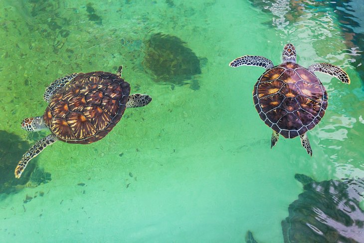 Sea turtles at the National Oceanographic Museum of Vietnam