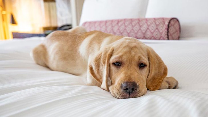 Photo Source: Fairmont Washington, D.C., Georgetown