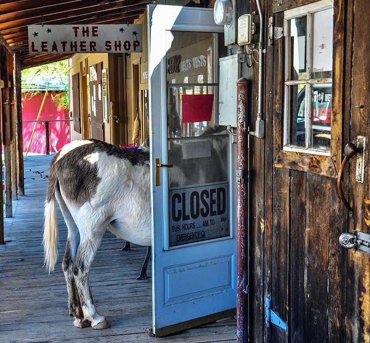 Donkey in Oatman