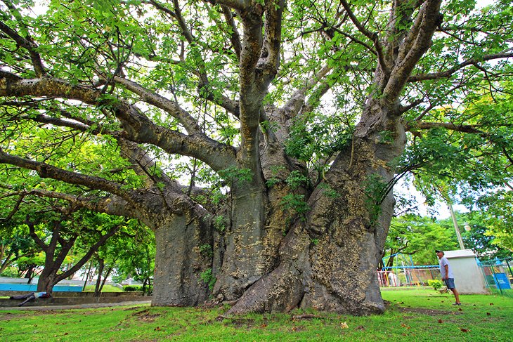 Baobab tree in Bridgetown