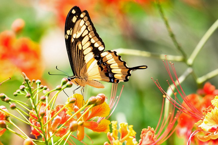 Butterfly on a flower in Barbados