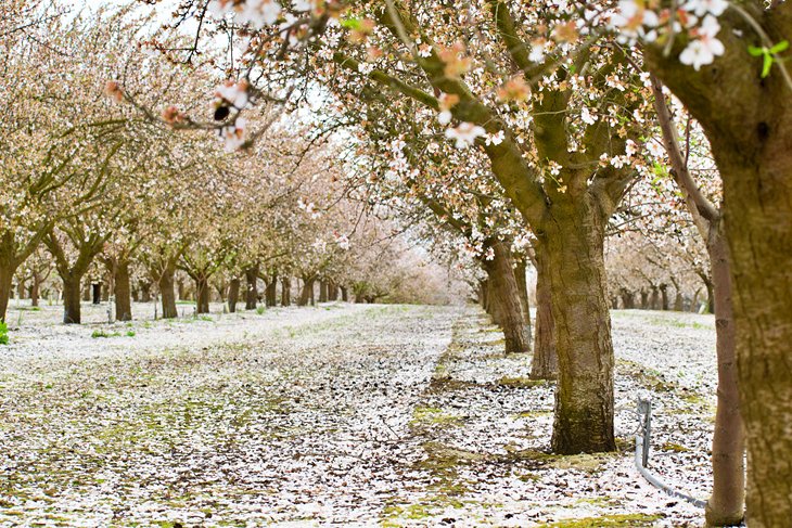 Flowering trees on the Fresno Blossom Trail