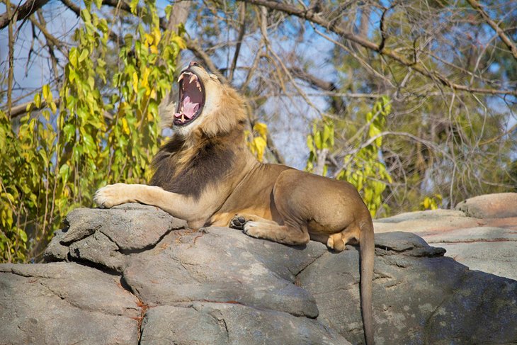 Lion roaring at the Fresno Chaffee Zoo