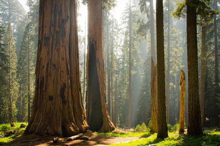 Giant sequoia trees in Kings Canyon National Park