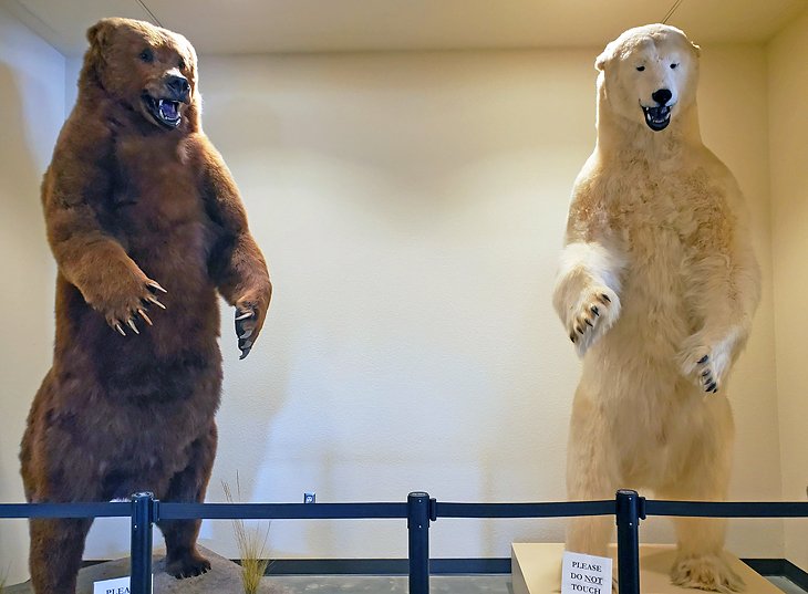 Bears on display at the Great Valley Museum