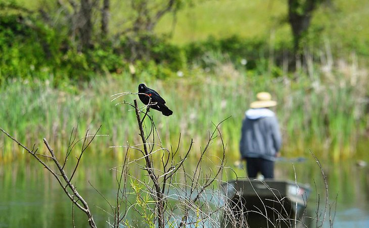 Blackbird and fisherman on Rancho Seco Lake