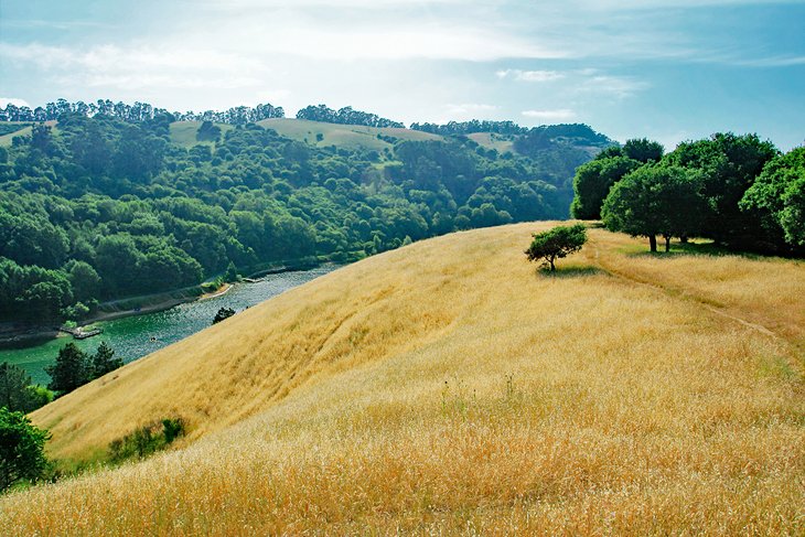 Golden hills at Anthony Chabot Regional Park