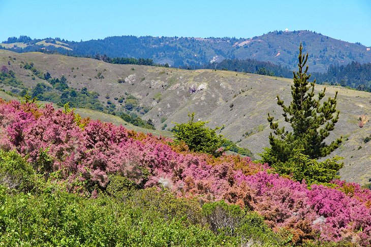 12 campamentos mejor calificados cerca de San Francisco, CA