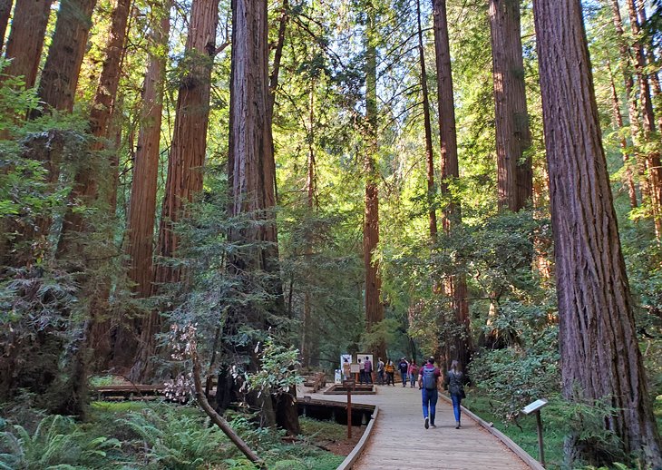 Redwoods at Muir Woods National Monument