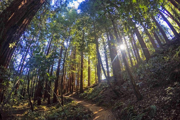 Hiking trail in Redwood Regional Park