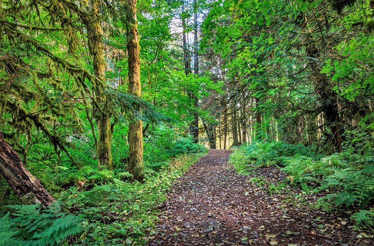 Four Lakes Trail in Alice Lake Provincial Park