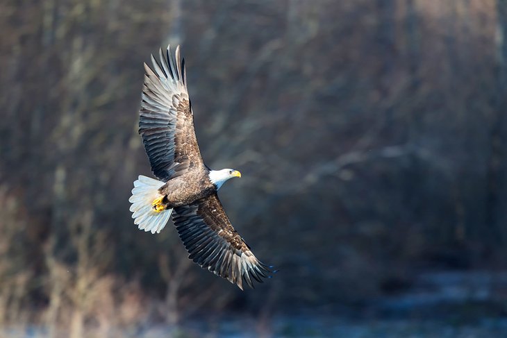 A bald eagle soaring in Squamish