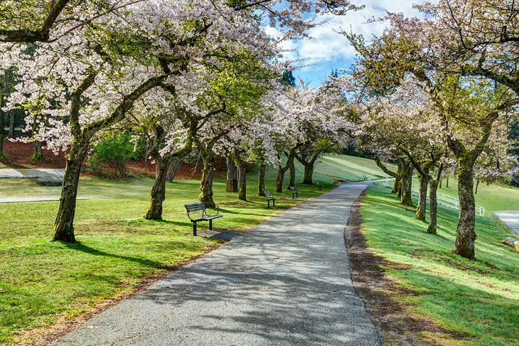 Burnaby Mountain Park trail