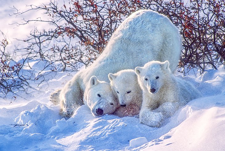 Polar bears in Churchill