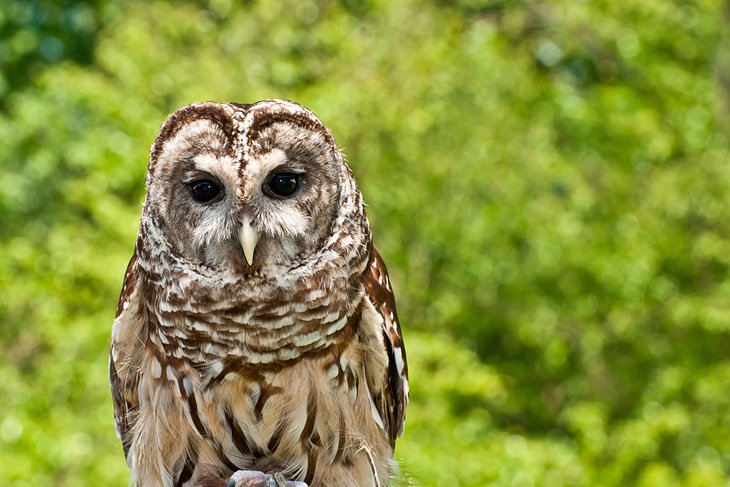 A barred owl at the Greenwich Audubon Center