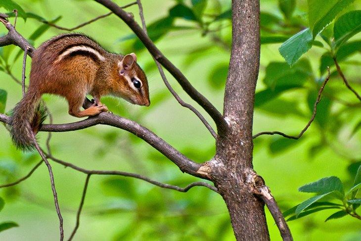 Eastern chipmunk in Connecticut