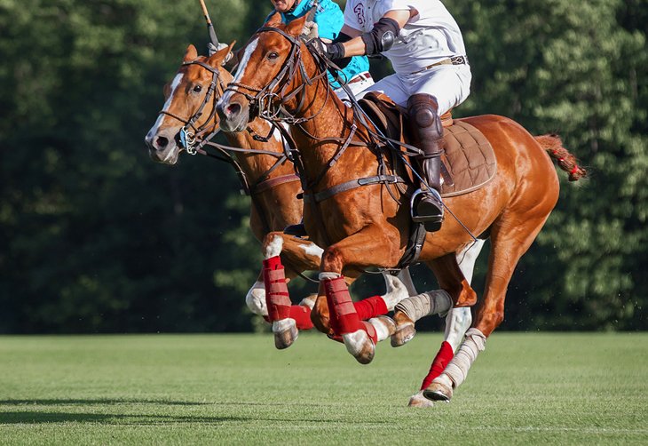Polo horses in action