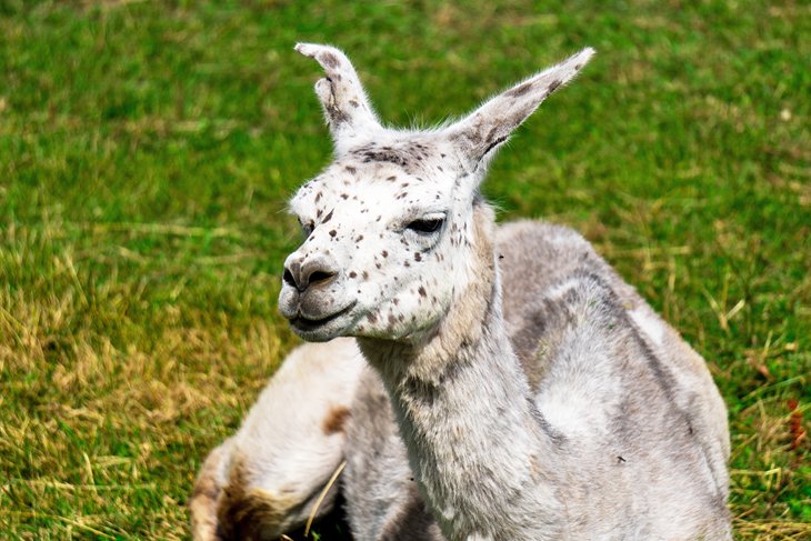 An Alpaca at the Alpakafarm in Pärnu