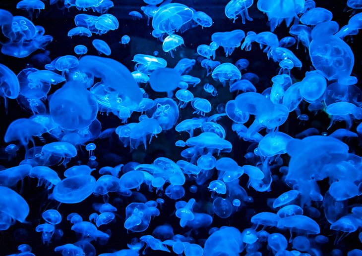 Jellyfish exhibit at Planet Ocean in Montpellier