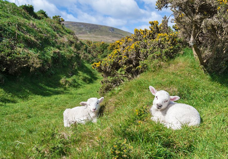 Lambs lying on a Fairy Fort in Dingle