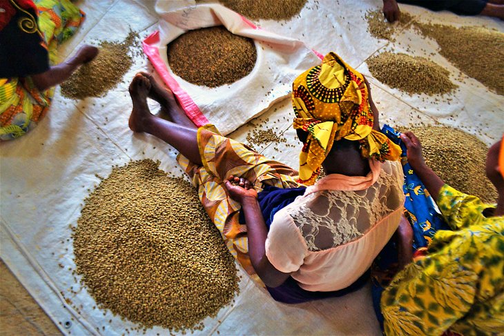 Rwandan woman sorting coffee beans