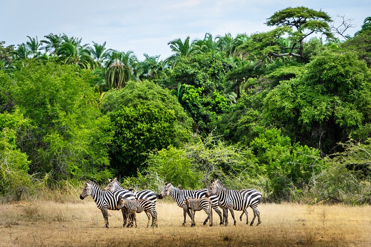 Zebras at Akagera National Park