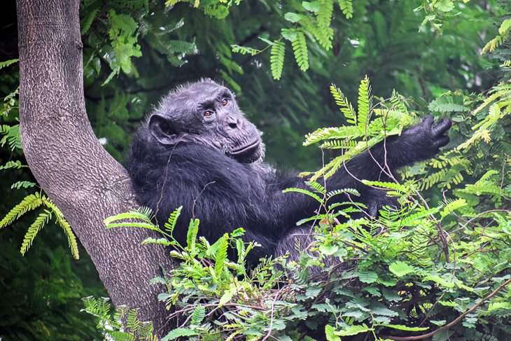 A resting chimpanzee at Nyungwe Forest National Park