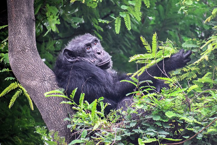 Las 9 mejores atracciones turísticas y cosas que hacer en Ruanda