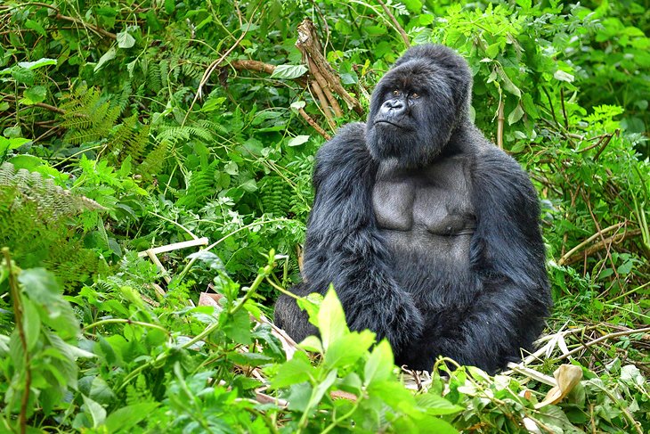 A mountain gorilla at Volcanoes National Park