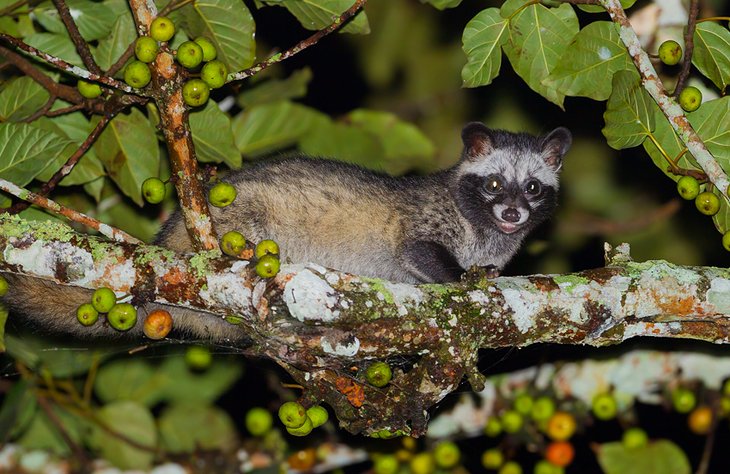 Asian palm civet photographed on a night safari in Khao Yai National Park