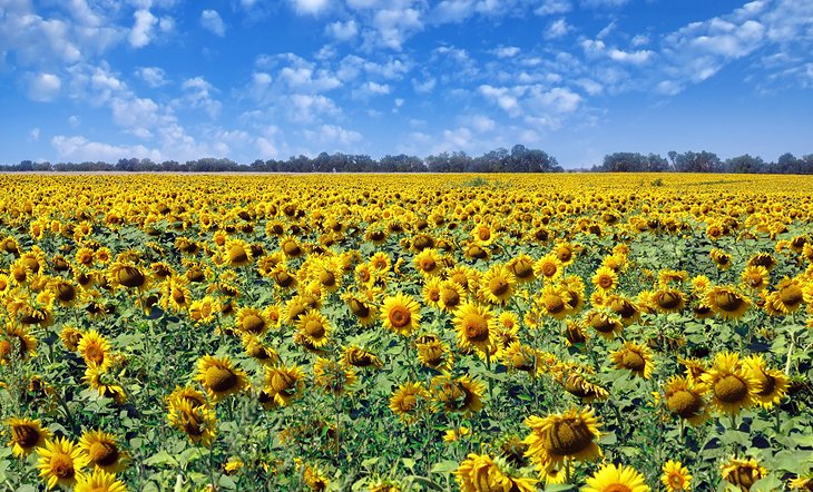 A field of sunflowers in Ukraine