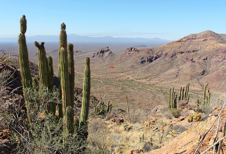 Organ Pipe Cactus National Monument