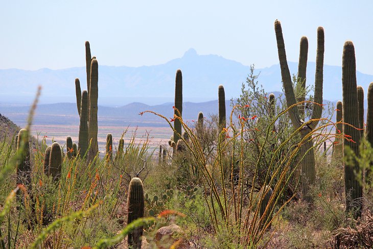 Valley View Trail in Saguaro National Park