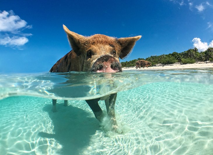 Swimming pig on Big Majors Cay, Exuma