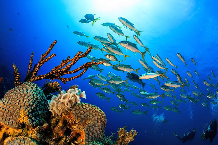 Coral reef in Grand Bahama