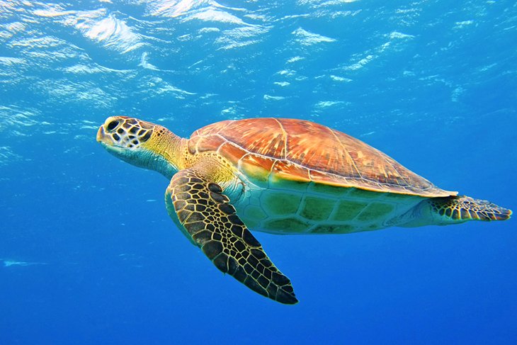Sea turtle in Belize