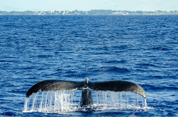 Baleine au large des Bermudes