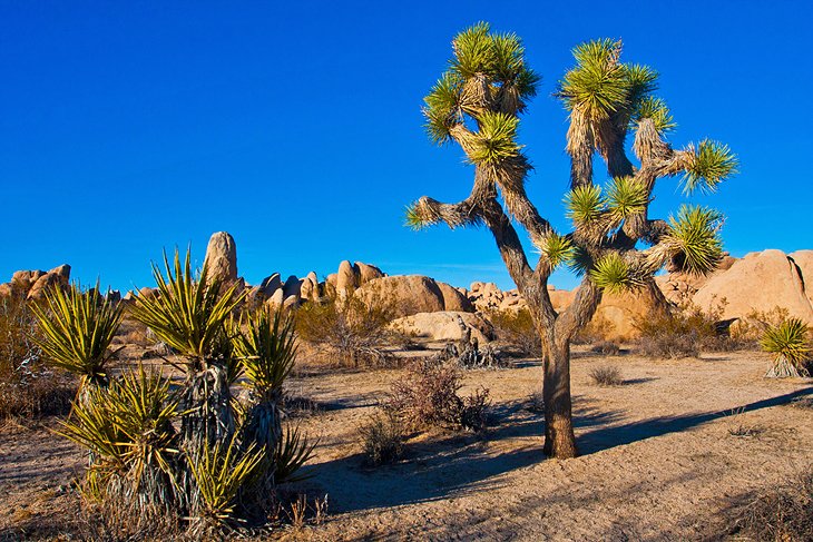 Joshua Tree National Park