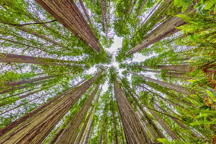 Looking up on the Lady Bird Johnson Grove Trail