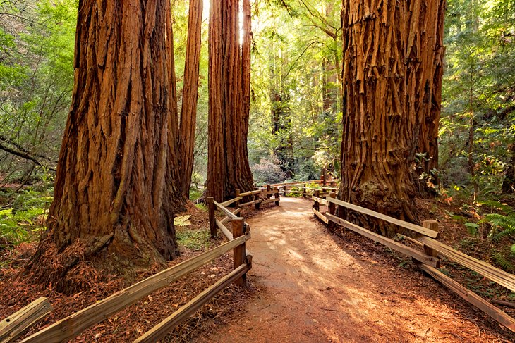 Muir Woods