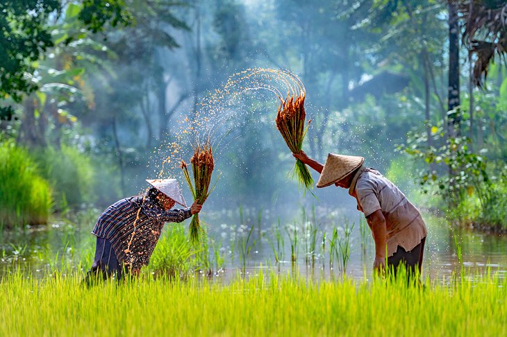 Workers in a Cambodian rice paddy