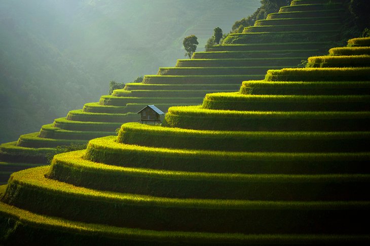 Terraced rice field near Sapa, North Vietnam
