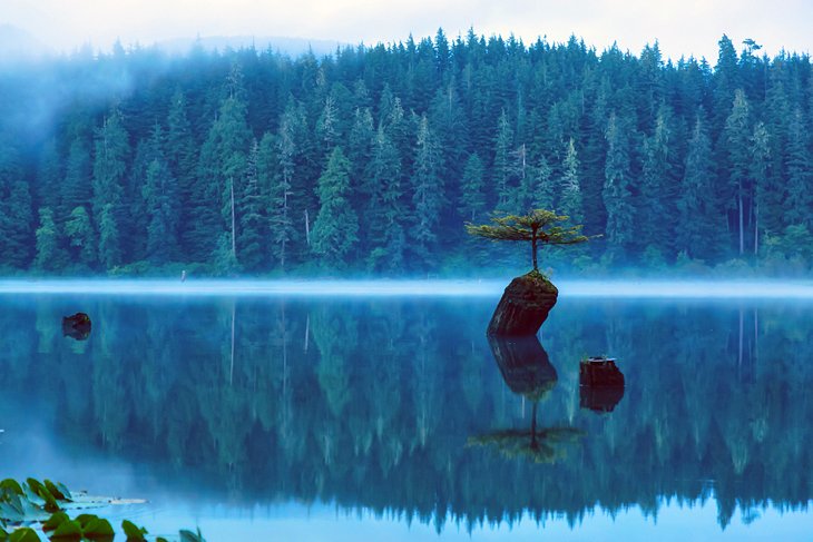 Bonsai tree on Fairy Lake, Port Renfrew