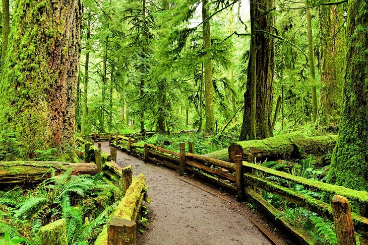 Old-growth forest at Cathedral Grove, Vancouver Island