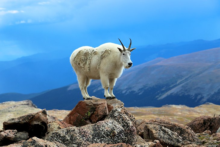 Chèvre de montagne, Mont Evans