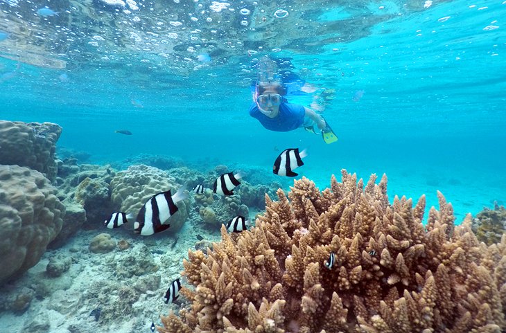 Snorkeler on Rarotonga