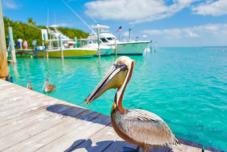 A brown pelican on a dock in Islamorada