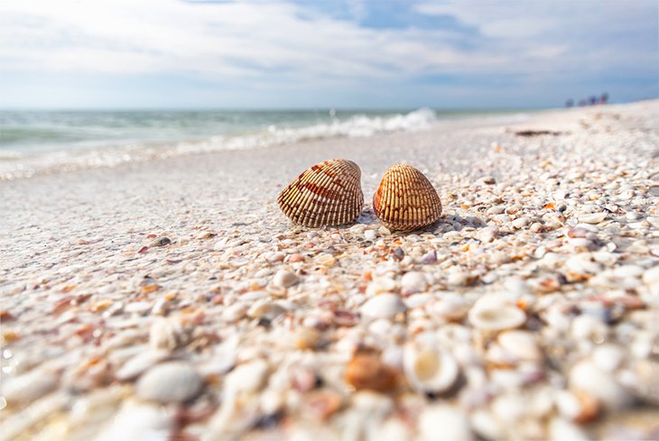 Shells on Sanibel Island
