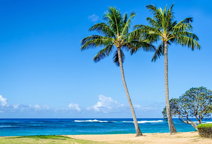 Coconut palms on Poipu Beach
