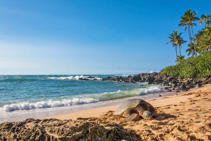 Sea turtle on Laniakea Beach